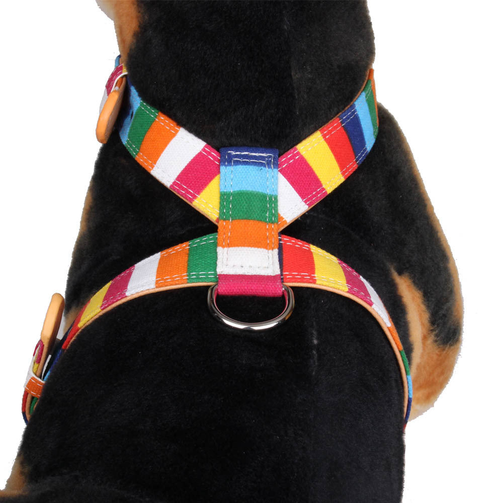 Colorful Collar Dog
