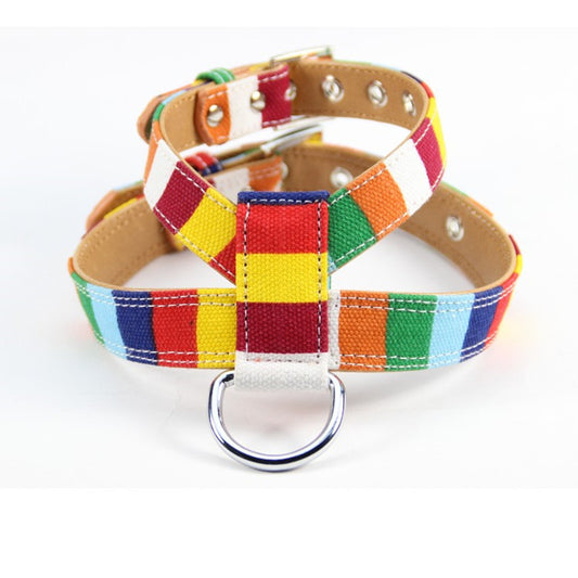 Colorful Collar Dog