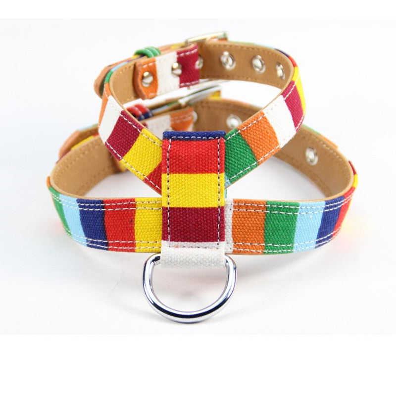 Colorful Collar Dog