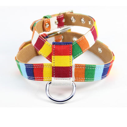 Colorful Collar Dog