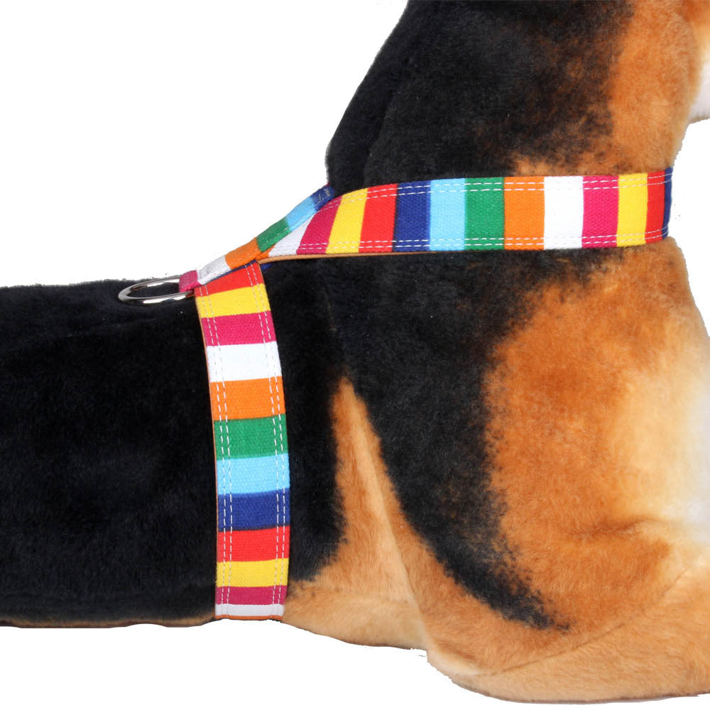 Colorful Collar Dog