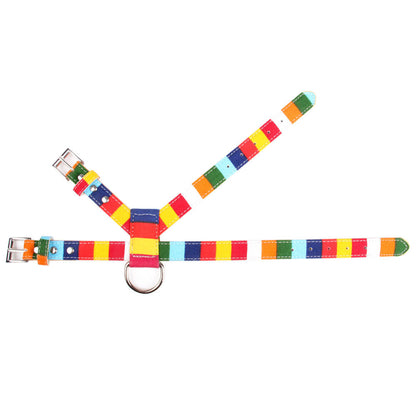 Colorful Collar Dog