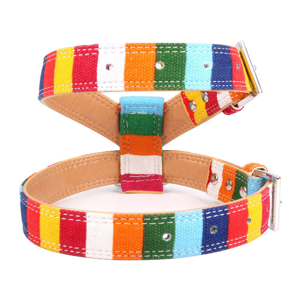 Colorful Collar Dog