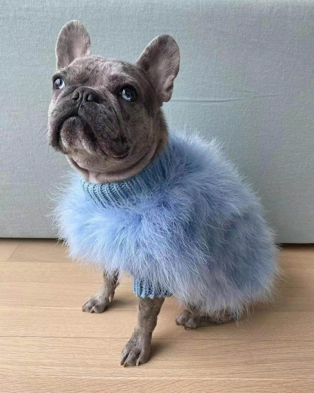 Pet Clothes