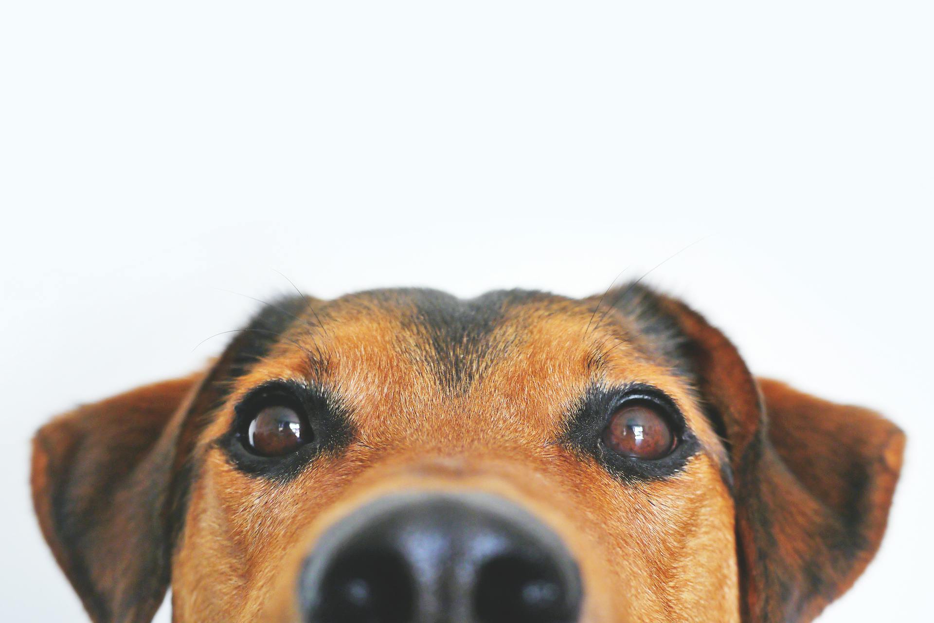 Close-up of a dog's face with a white background