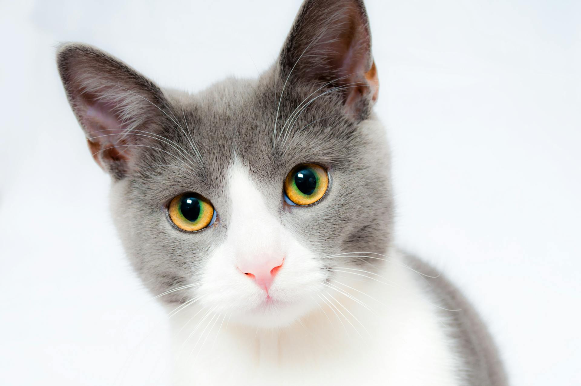 Gray and white cat with yellow eyes on a white background