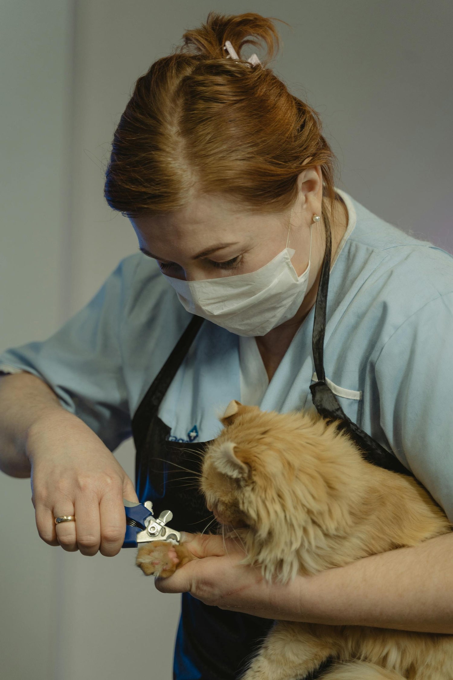 Veterinarian trimming a cat's nails with a neutral background
