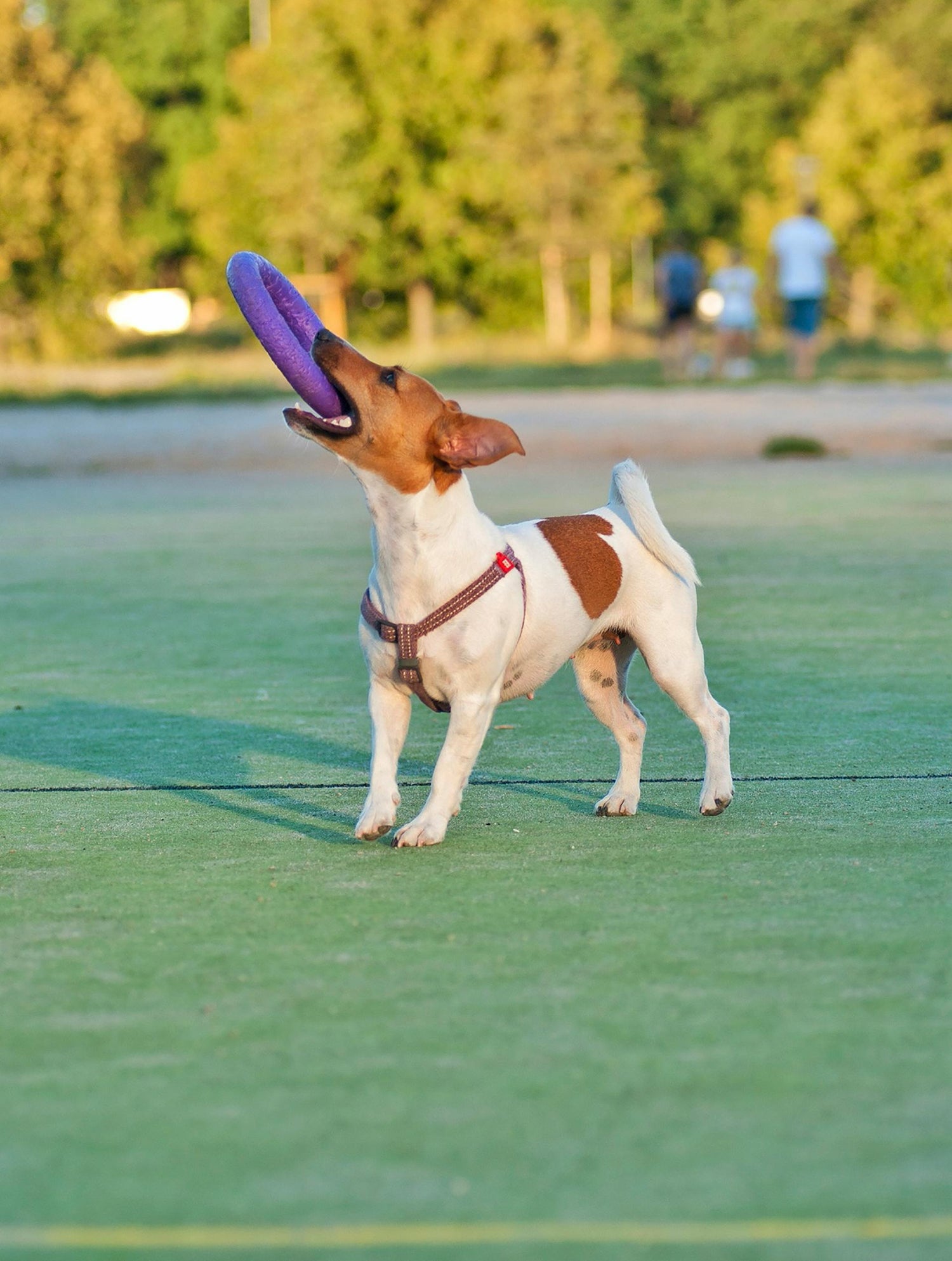 Dog playing with a purple frisbee on a green field