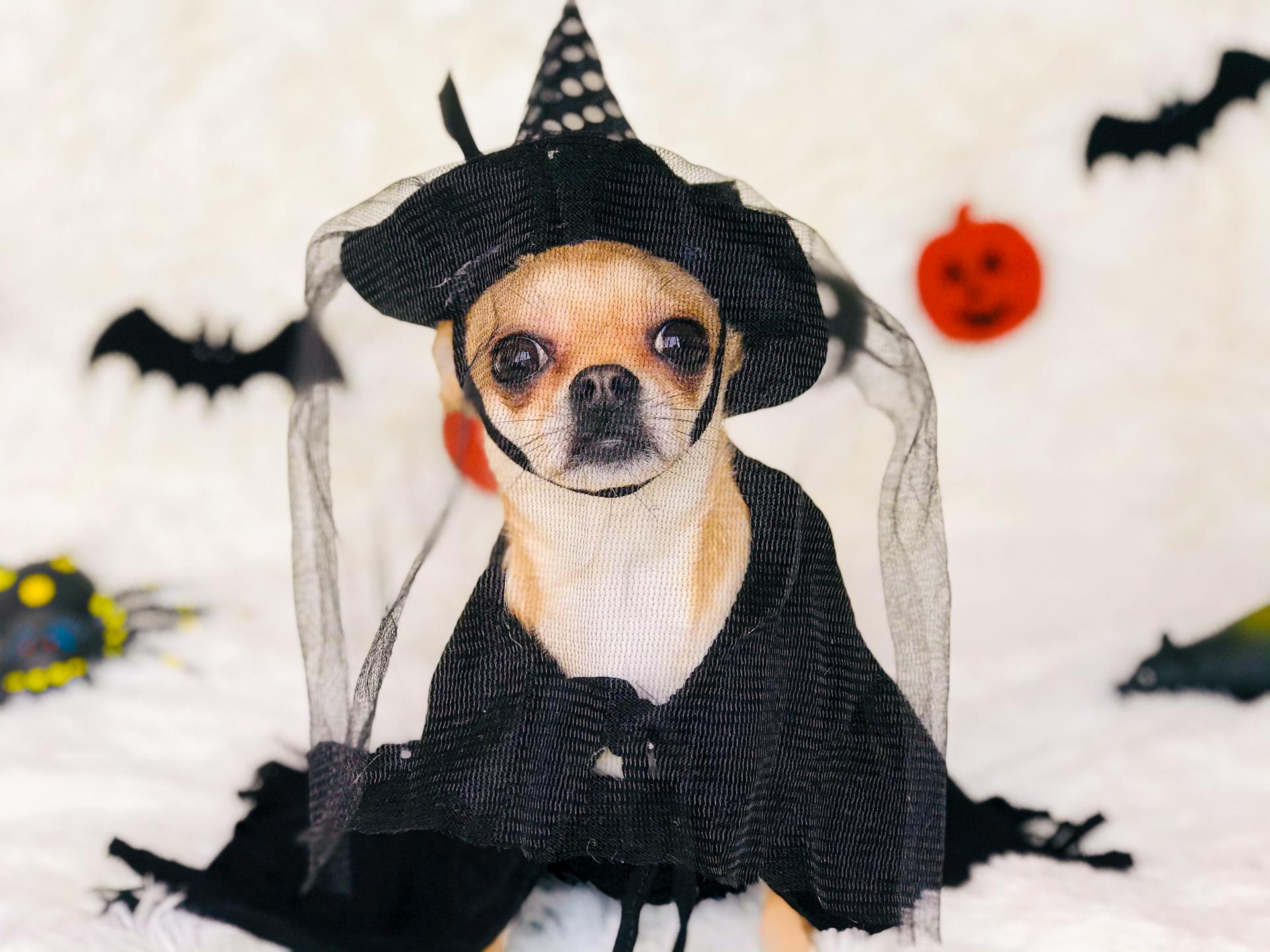 Dog in a Halloween witch costume with a black hat and cape on a festive background.